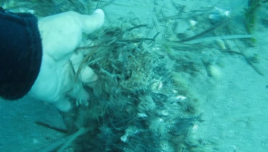 Denizin Amazon Ormanları 7 Yıl İçinde Böyle Yok Oldu