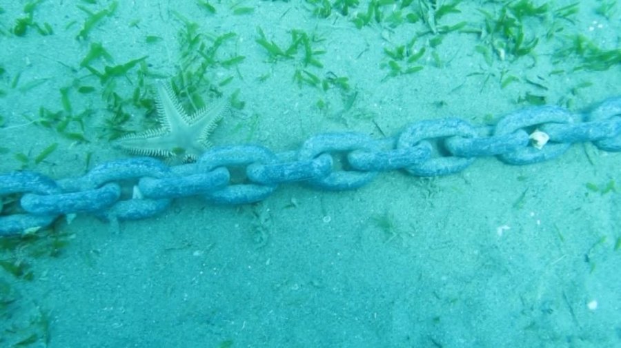 Denizin Amazon Ormanları 7 Yıl İçinde Böyle Yok Oldu