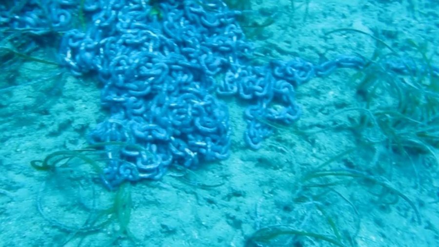 Denizin Amazon Ormanları 7 Yıl İçinde Böyle Yok Oldu