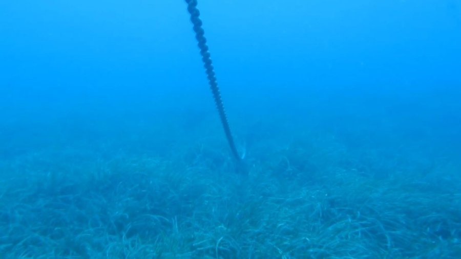 Denizin Amazon Ormanları 7 Yıl İçinde Böyle Yok Oldu