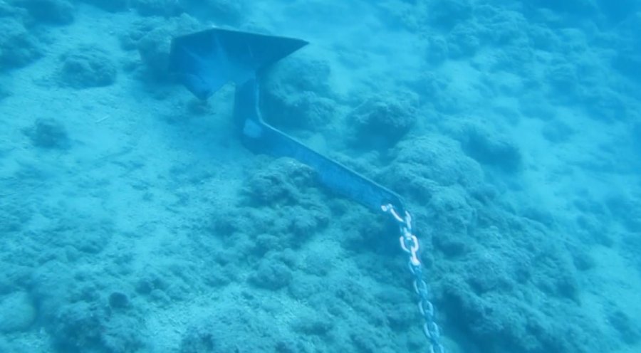 Denizin Amazon Ormanları 7 Yıl İçinde Böyle Yok Oldu