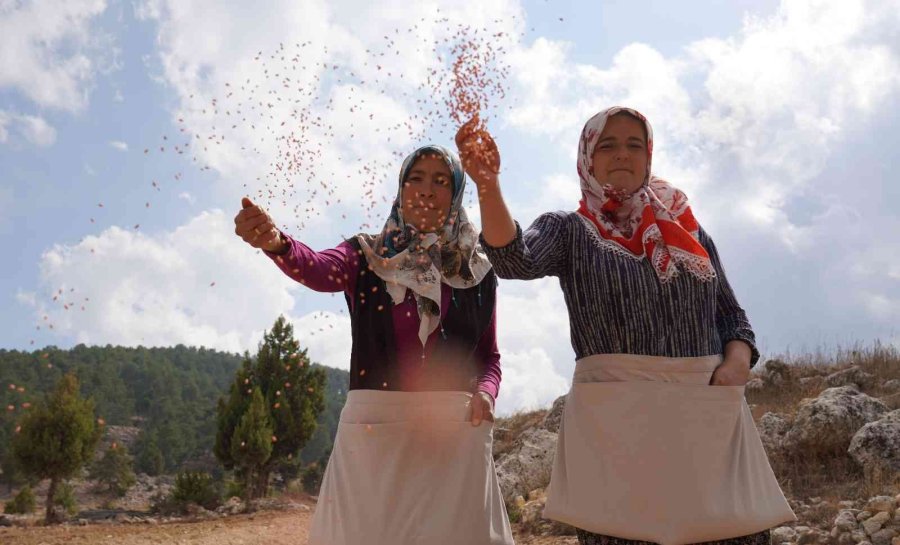 Ücretsiz Tohum Ve Ekimle Toroslar’da Boş Tarlalar Üretime Katılıyor