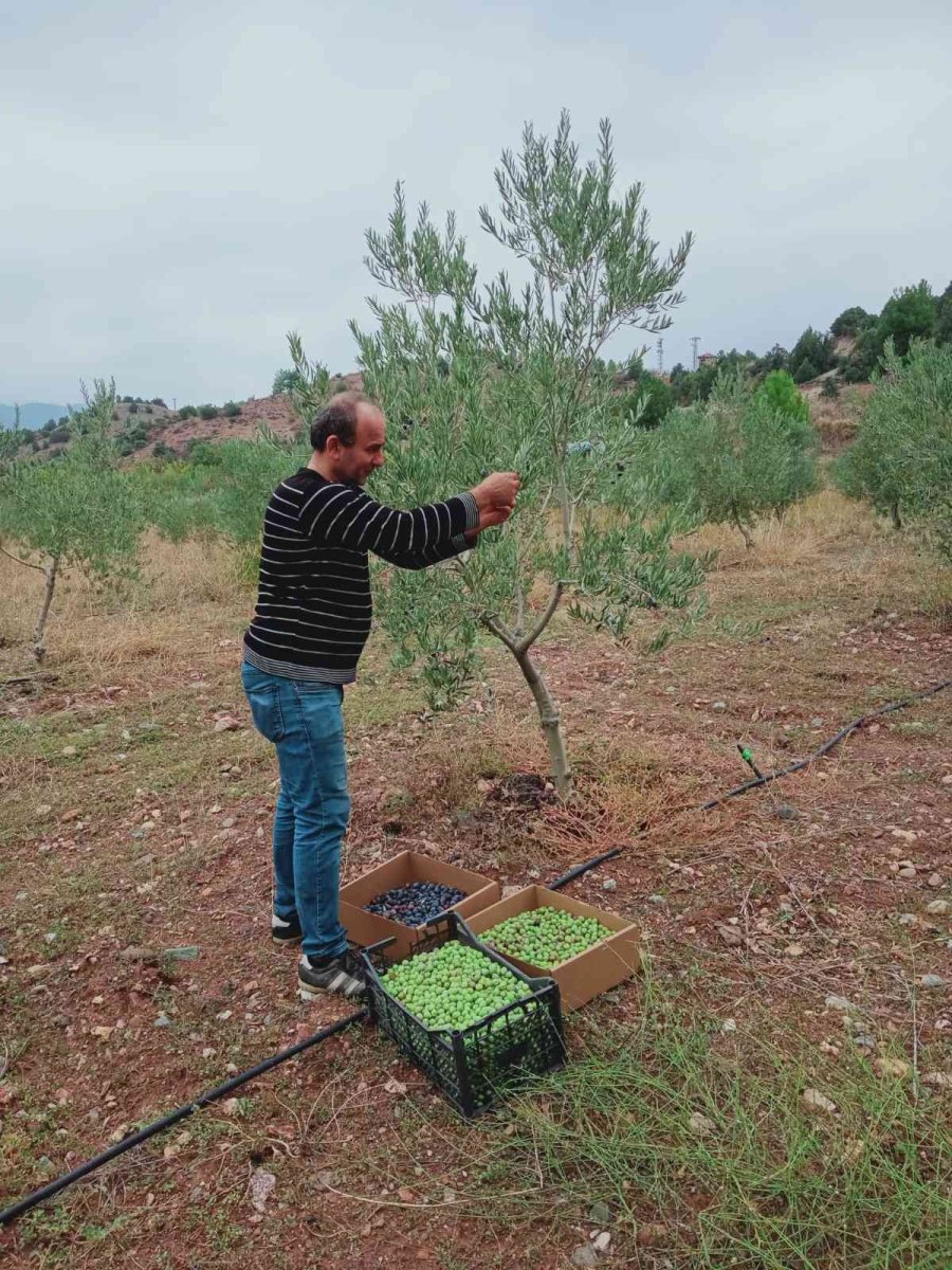 Eskişehir’de Zeytin Hasadı Başladı