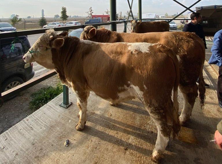 Hayvan Pazarında Uygun Fiyat Yoğunluğu