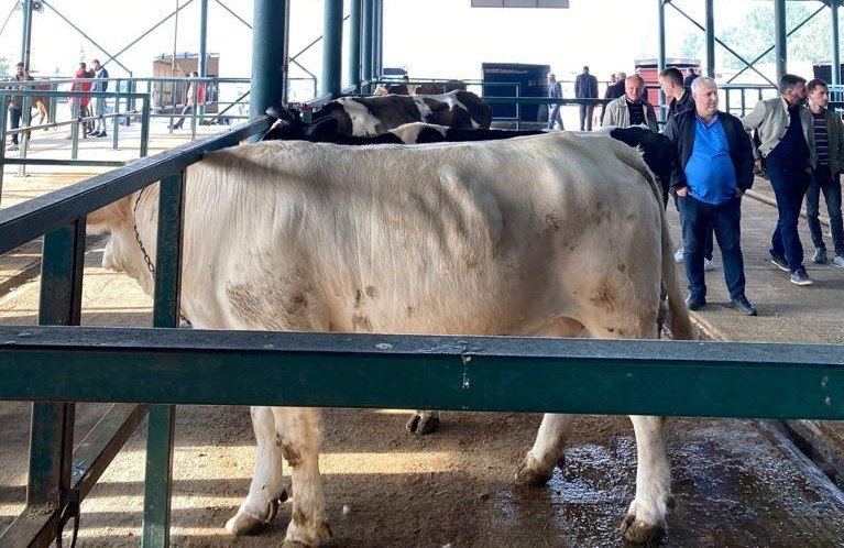 Hayvan Pazarında Uygun Fiyat Yoğunluğu