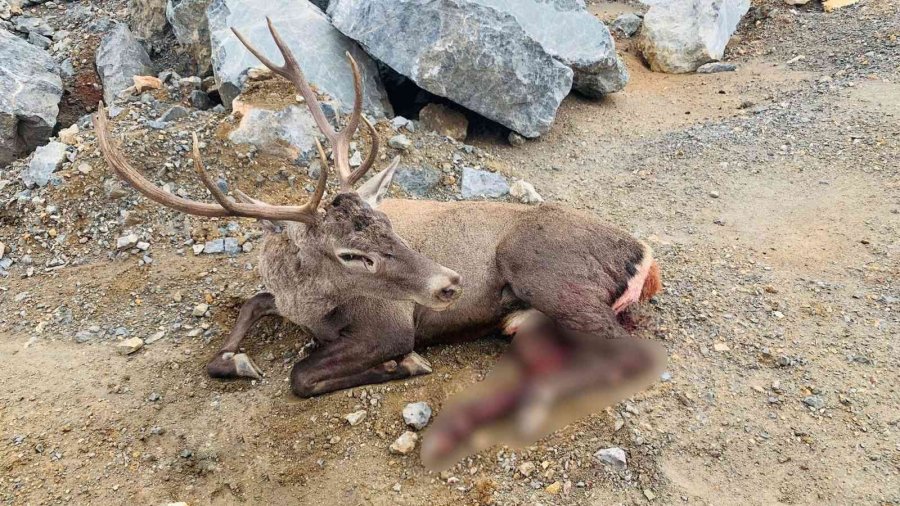 Jandarma Ekiplerince Bulunan Yaralı Geyik Tedavi Edildi