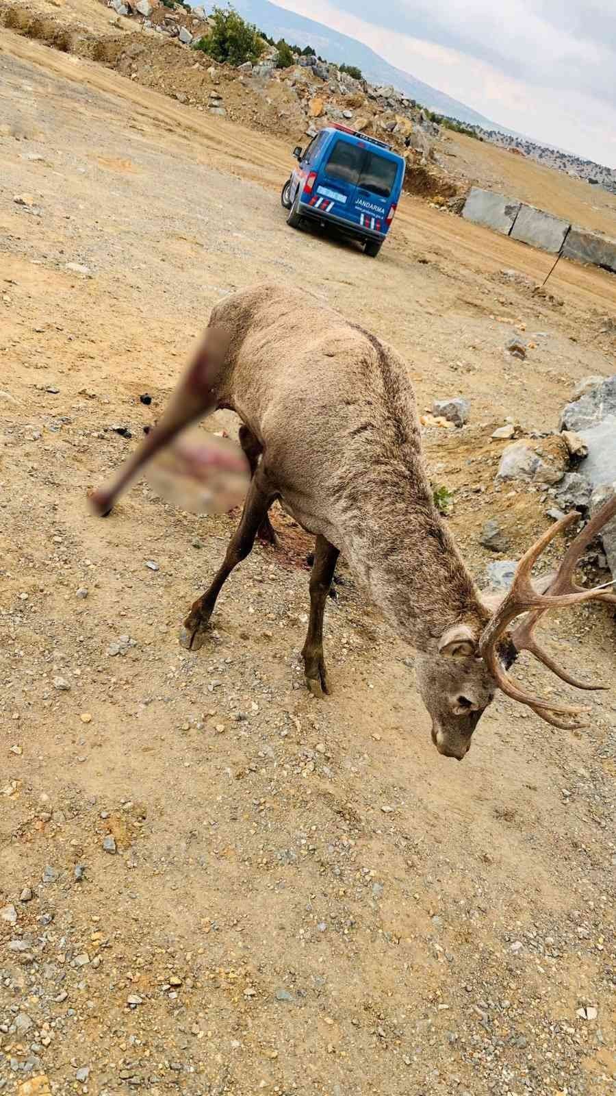 Jandarma Ekiplerince Bulunan Yaralı Geyik Tedavi Edildi