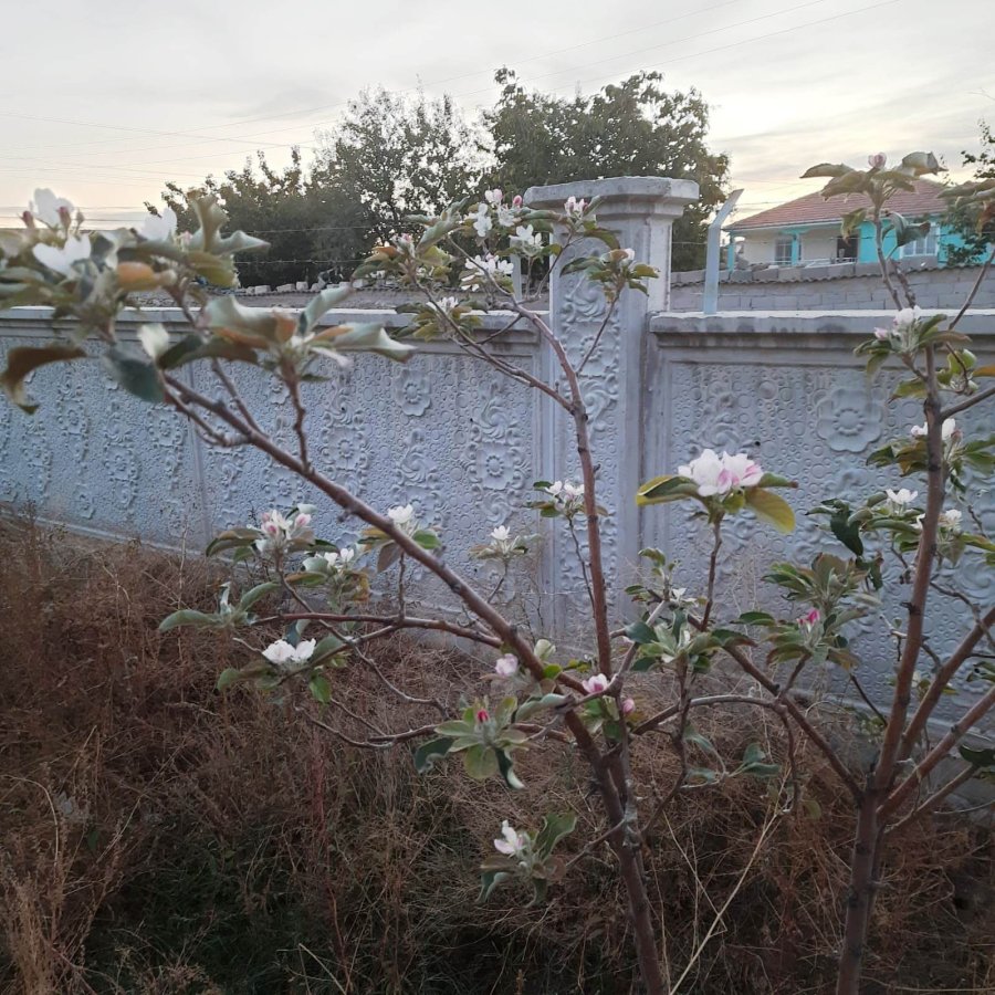 Kulu’da Ekim Ayında Elma Fidanı Çiçek Açtı