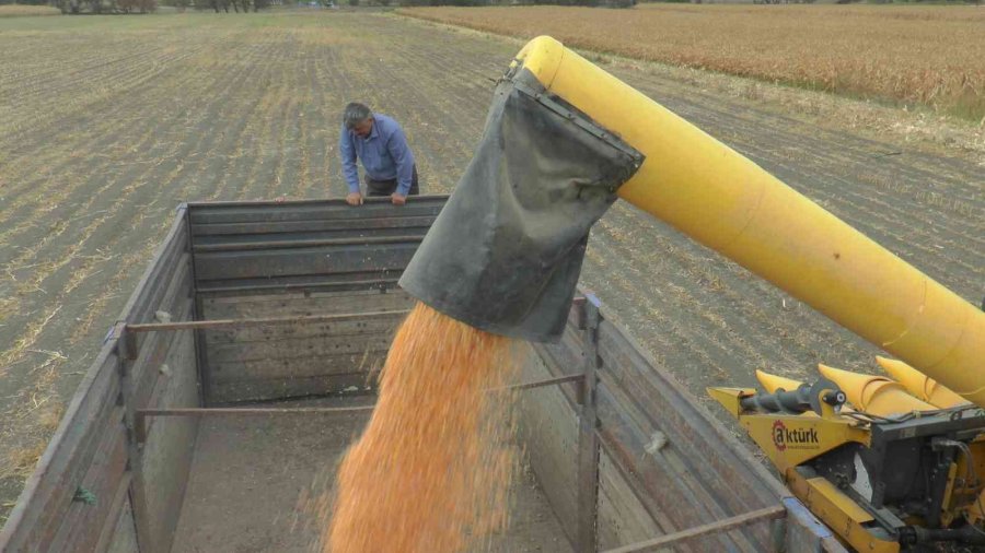 Eskişehir’de Mısır Verimi Yüz Güldürdü