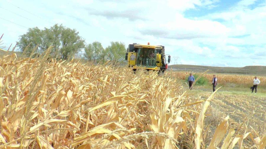 Eskişehir’de Mısır Verimi Yüz Güldürdü