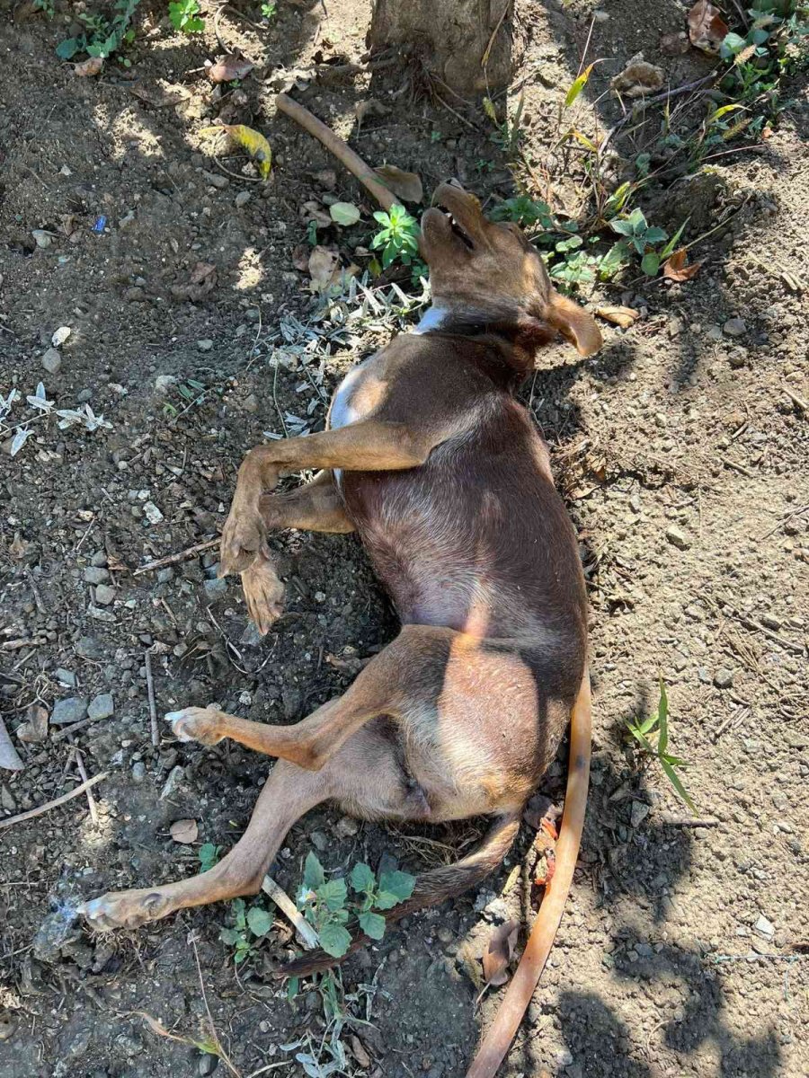 Mersin’de Köpek Ve Kedileri Zehirleyen Şahıs Gözaltına Alındı