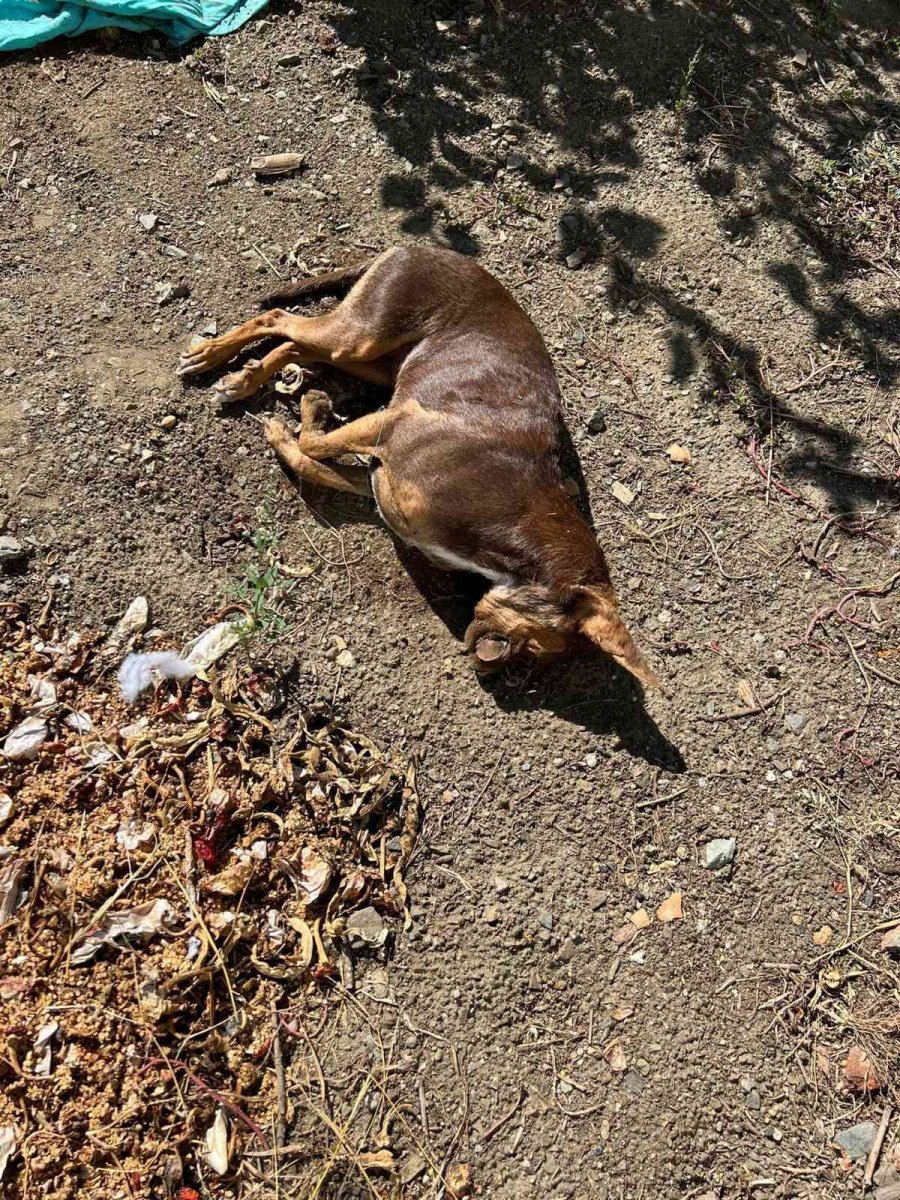 Mersin’de Köpek Ve Kedileri Zehirleyen Şahıs Gözaltına Alındı