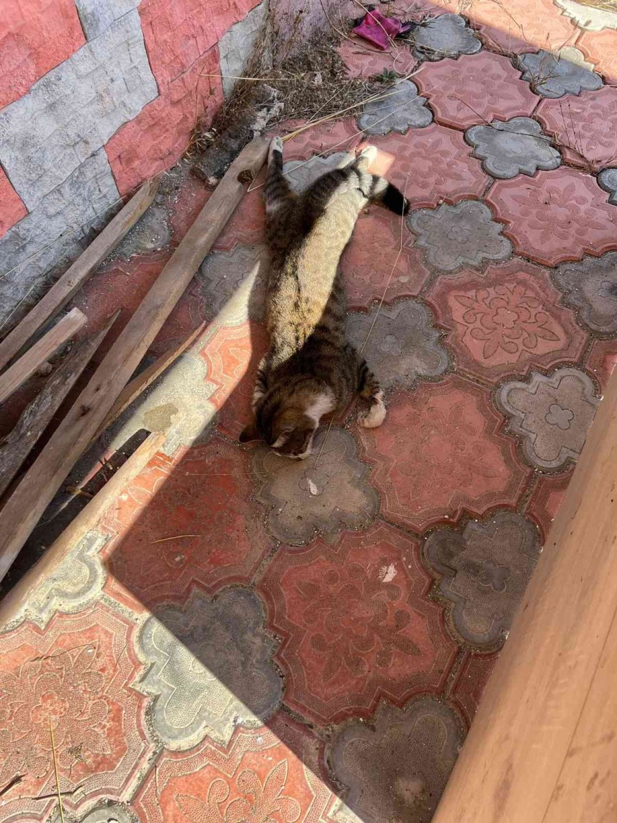 Mersin’de Köpek Ve Kedileri Zehirleyen Şahıs Gözaltına Alındı