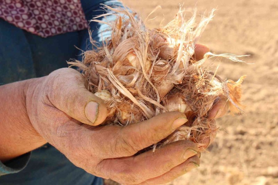 Elmalı’da Kadınlar, Altın Bitki Safranı Toprakla Buluşturdu