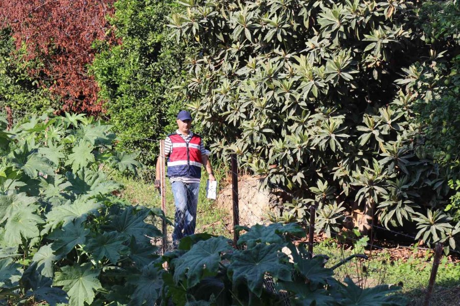 Naranciye Bahçesinde Erkek Cesedi Bulundu