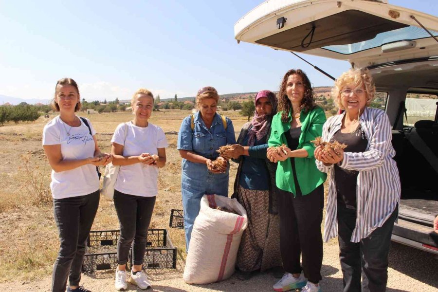 Elmalı’da Kadınlar, Altın Bitki Safranı Toprakla Buluşturdu