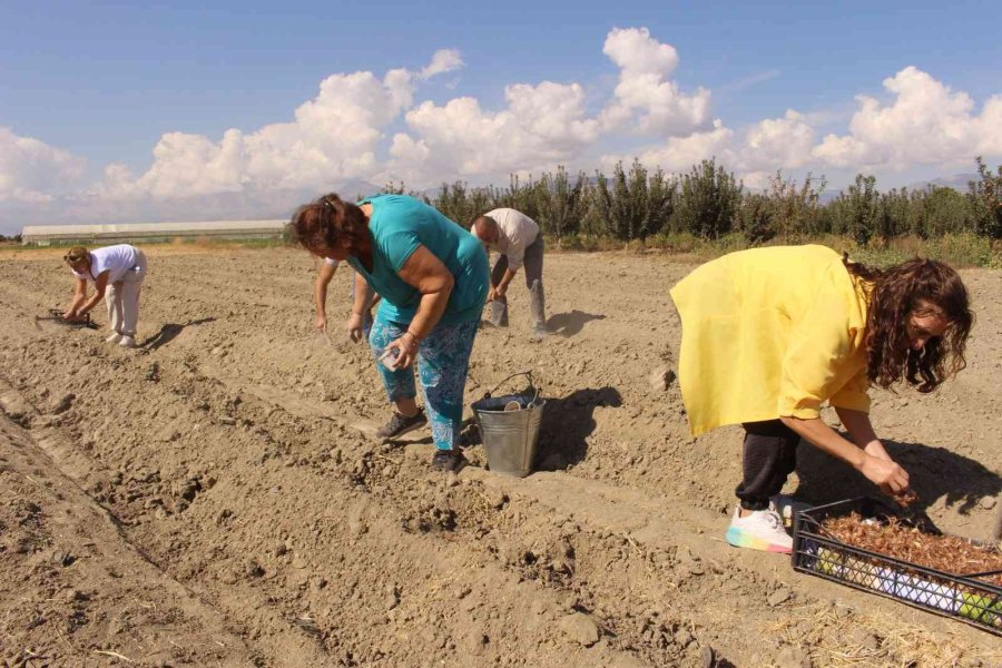 Elmalı’da Kadınlar, Altın Bitki Safranı Toprakla Buluşturdu