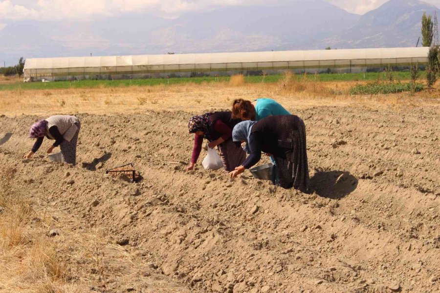 Elmalı’da Kadınlar, Altın Bitki Safranı Toprakla Buluşturdu