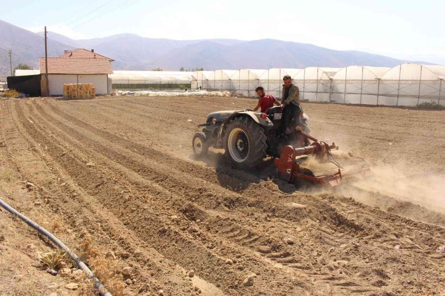 Elmalı’da Kadınlar, Altın Bitki Safranı Toprakla Buluşturdu