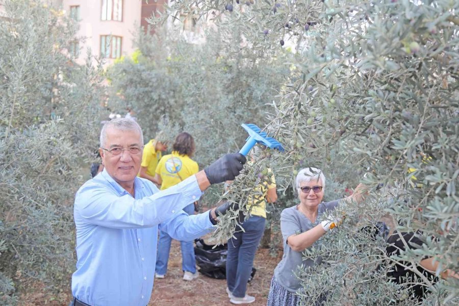 Zeytinler Kız Çocukları İçin Toplandı