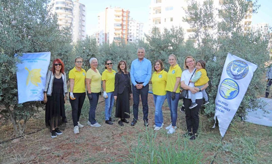 Zeytinler Kız Çocukları İçin Toplandı