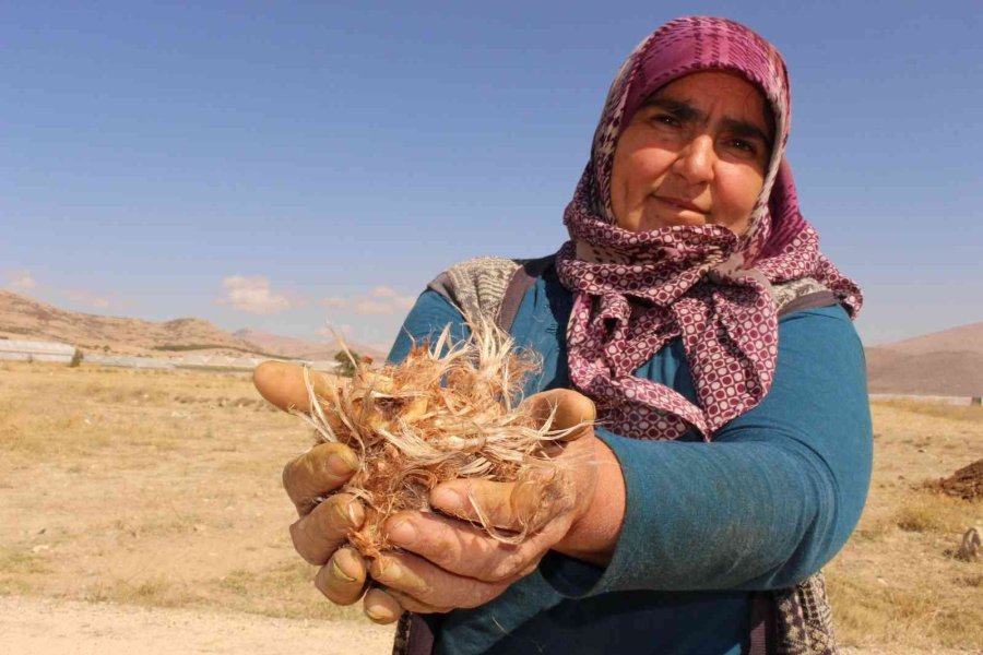 Elmalı’da Kadınlar, Altın Bitki Safranı Toprakla Buluşturdu