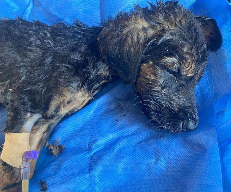 Ölüme Terk Edilen Yavru Köpeklere Tarsus Belediyesi Sahip Çıktı