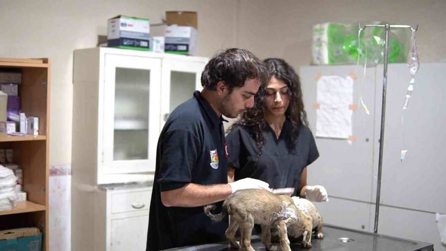 Ölüme Terk Edilen Yavru Köpeklere Tarsus Belediyesi Sahip Çıktı