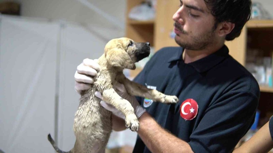 Ölüme Terk Edilen Yavru Köpeklere Tarsus Belediyesi Sahip Çıktı