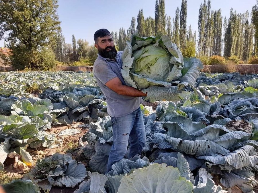 Organik Lahanaya İlgi Büyük