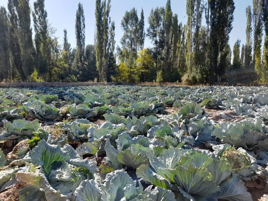 Organik Lahanaya İlgi Büyük