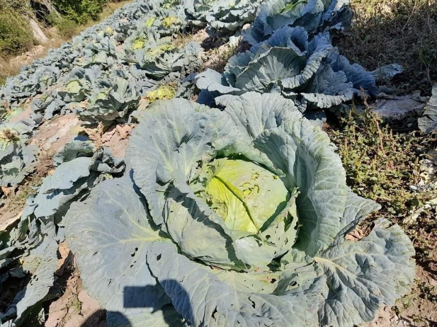 Organik Lahanaya İlgi Büyük
