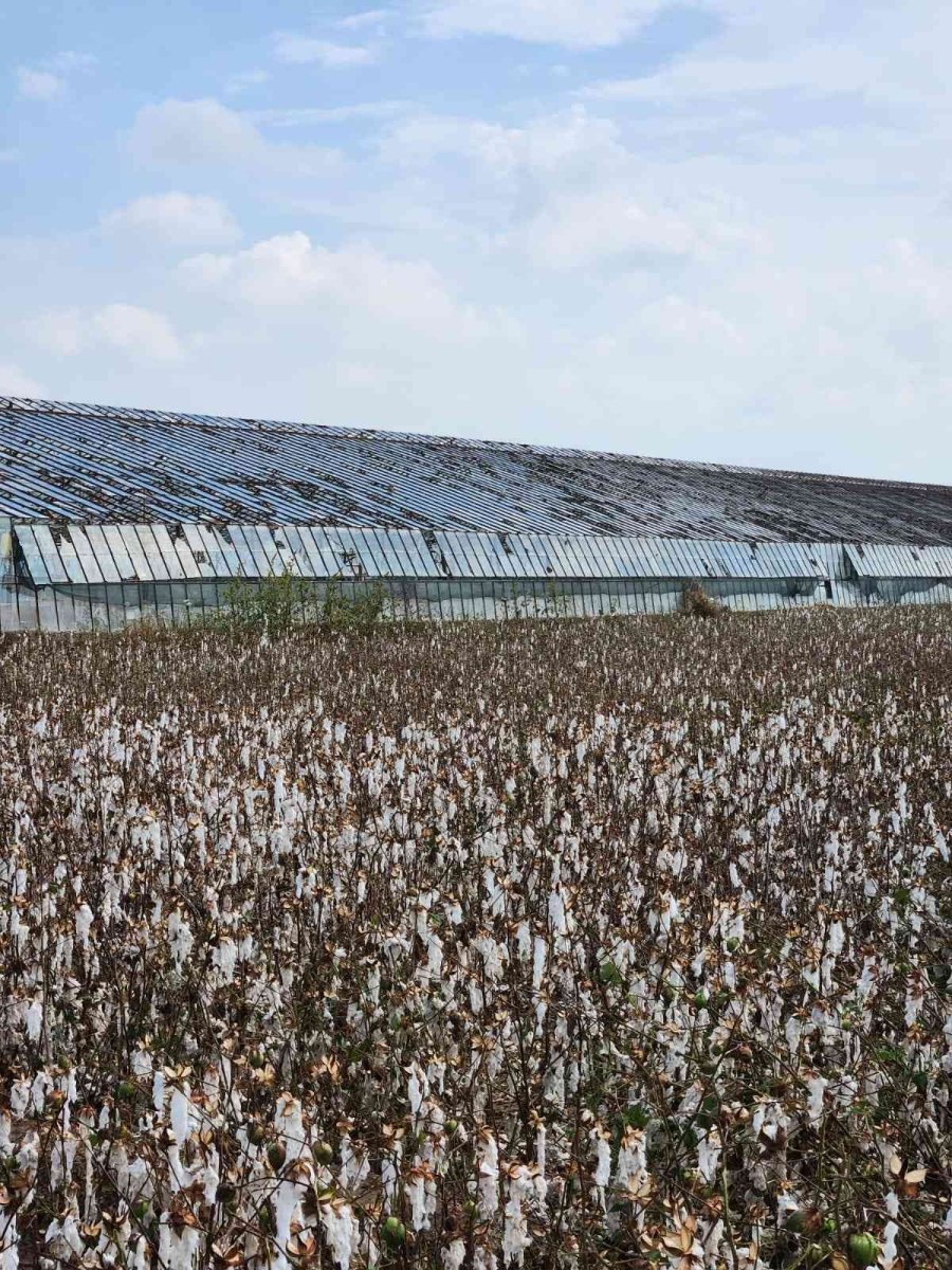 Toplanmayı Bekleyen Pamuğu Dolu Vurdu