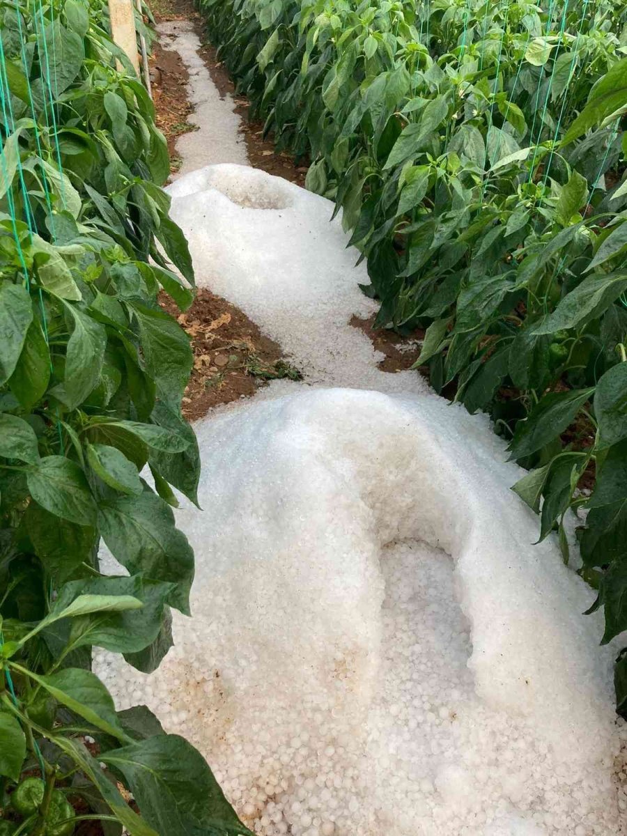 Toplanmayı Bekleyen Pamuğu Dolu Vurdu