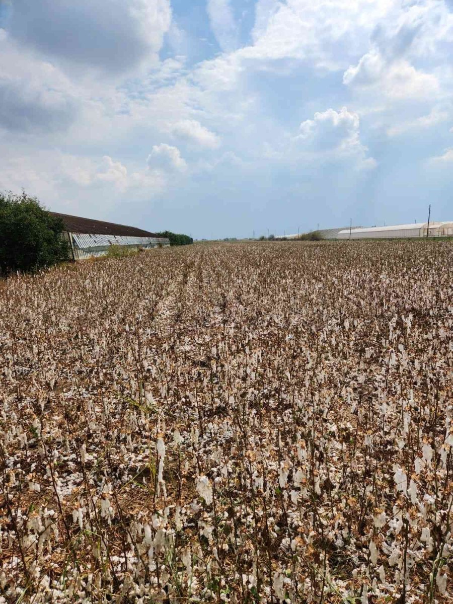 Toplanmayı Bekleyen Pamuğu Dolu Vurdu