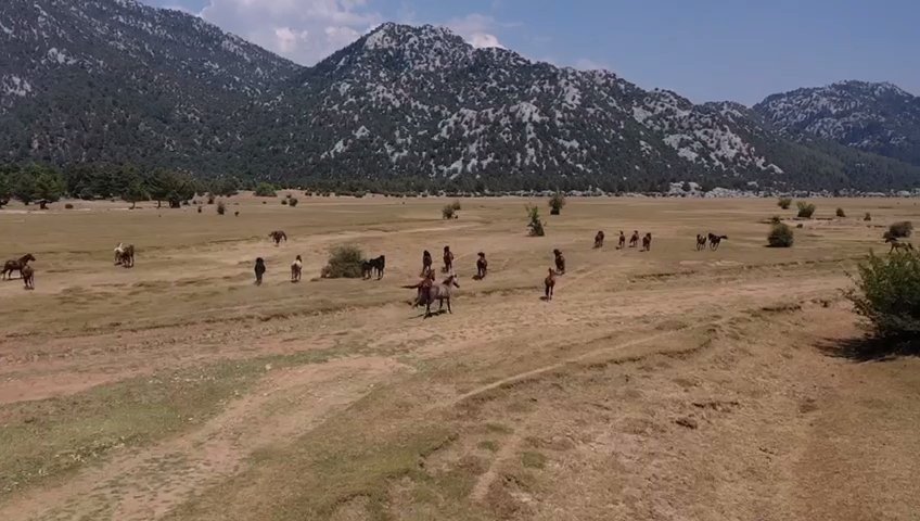 Antalya’nın ’vahşi Güzelliği’ Yılkı Atları Turistlerin İlgi Odağı Oldu