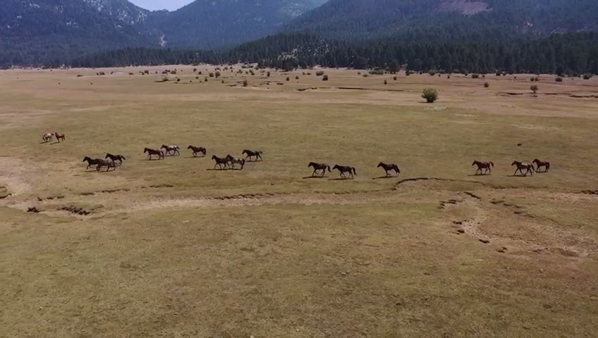 Antalya’nın ’vahşi Güzelliği’ Yılkı Atları Turistlerin İlgi Odağı Oldu