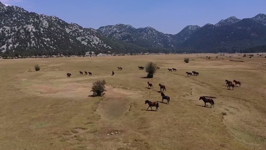 Antalya’nın ’vahşi Güzelliği’ Yılkı Atları Turistlerin İlgi Odağı Oldu