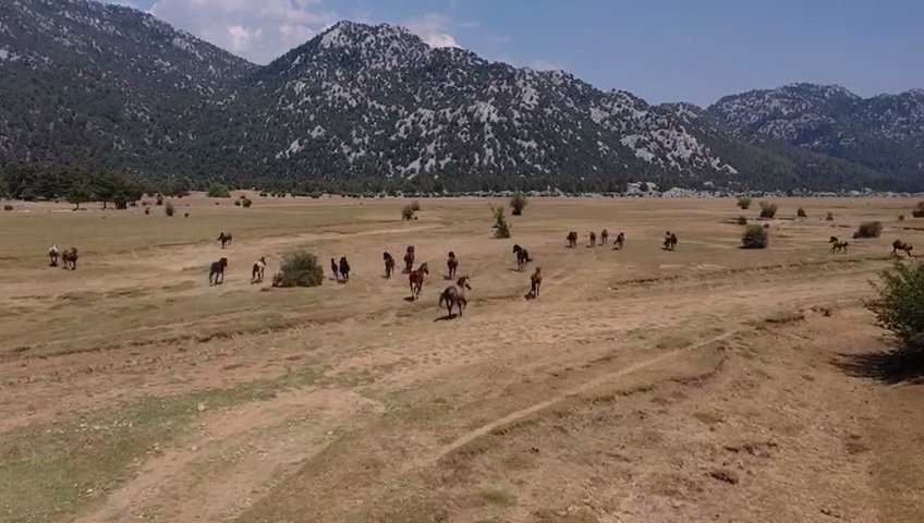 Antalya’nın ’vahşi Güzelliği’ Yılkı Atları Turistlerin İlgi Odağı Oldu