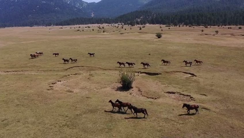 Antalya’nın ’vahşi Güzelliği’ Yılkı Atları Turistlerin İlgi Odağı Oldu