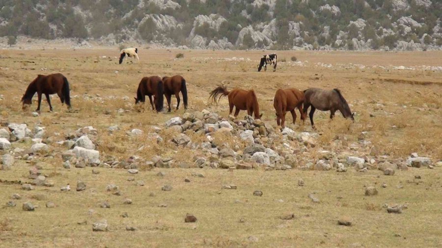 Antalya’nın ’vahşi Güzelliği’ Yılkı Atları Turistlerin İlgi Odağı Oldu