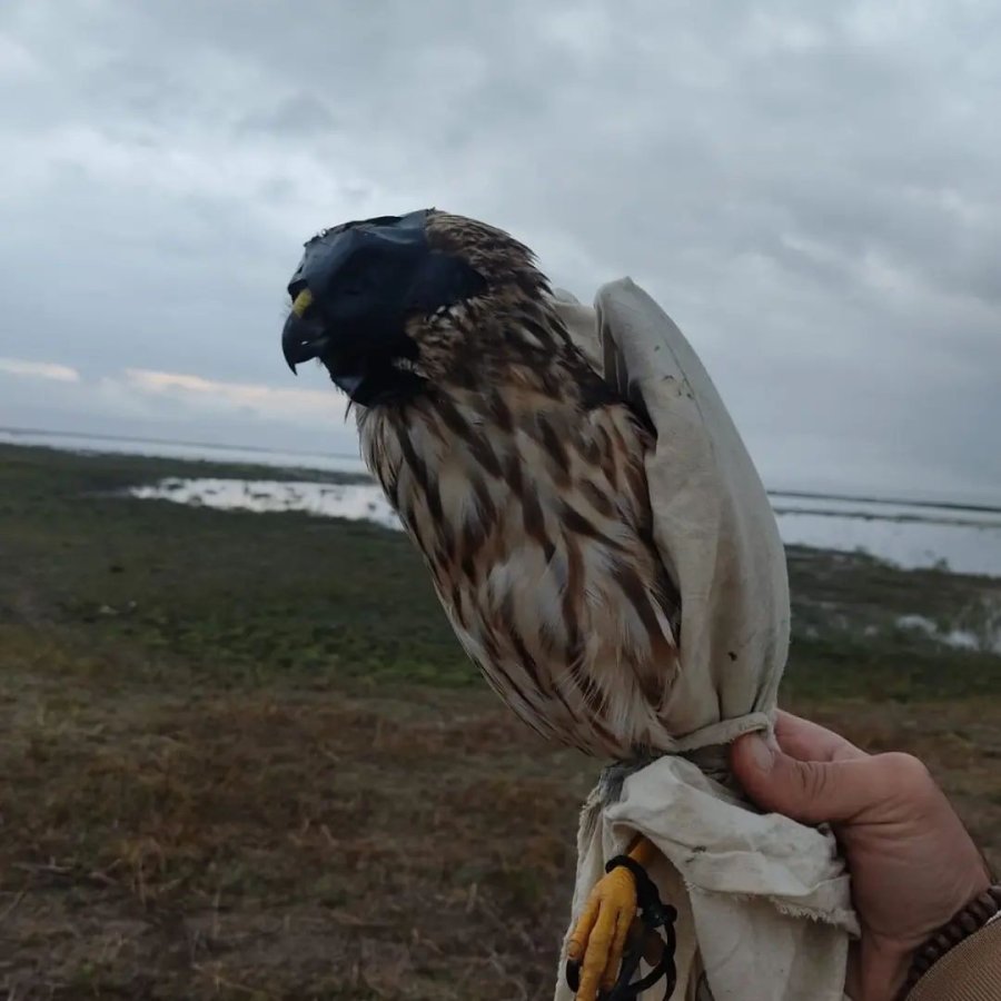 Konya’da Canlı Mühre İle Şahin Avına 45 Bin Lira Ceza