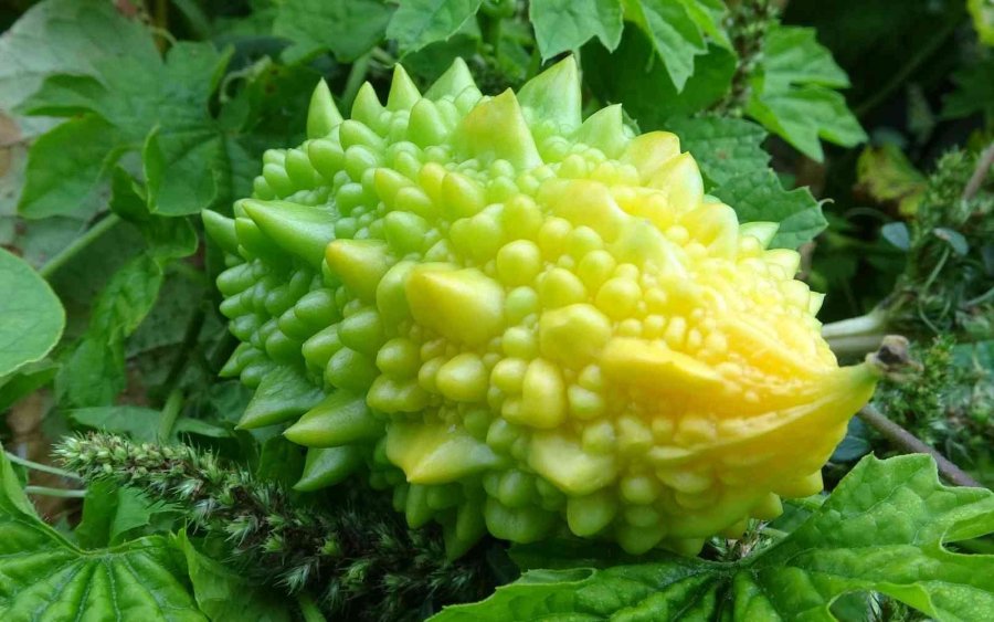 Kısmeti Bahçesine Geldi, Şimdi Tane Tane Satıyor Para Kazanıyor