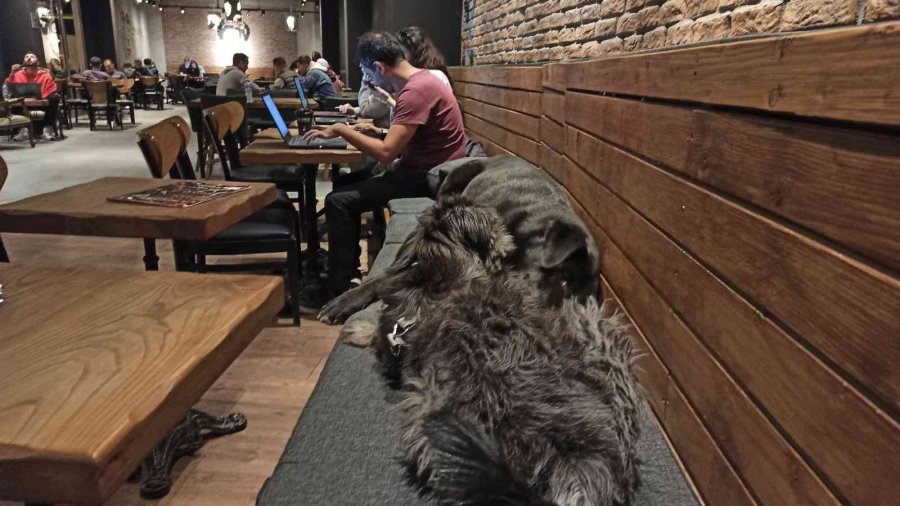 Havalar Soğudu Kafeler Sokak Hayvanlarına Ev Oldu