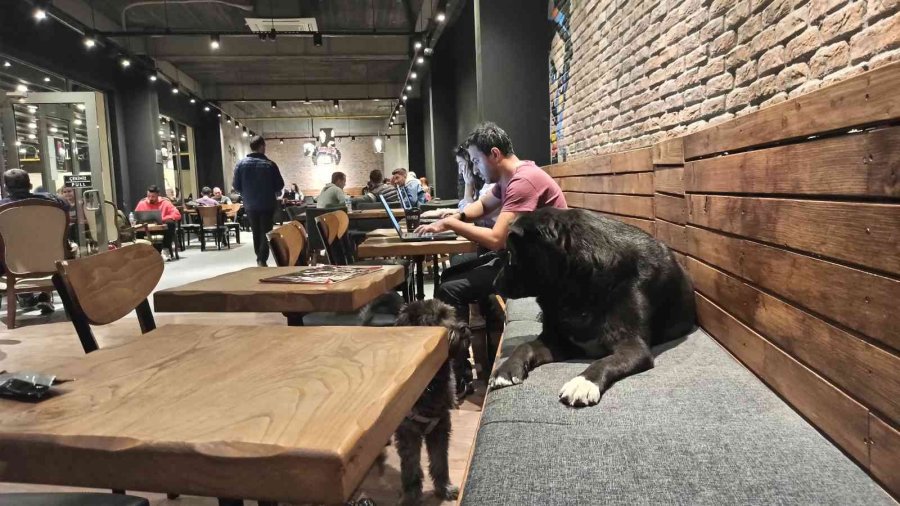 Havalar Soğudu Kafeler Sokak Hayvanlarına Ev Oldu