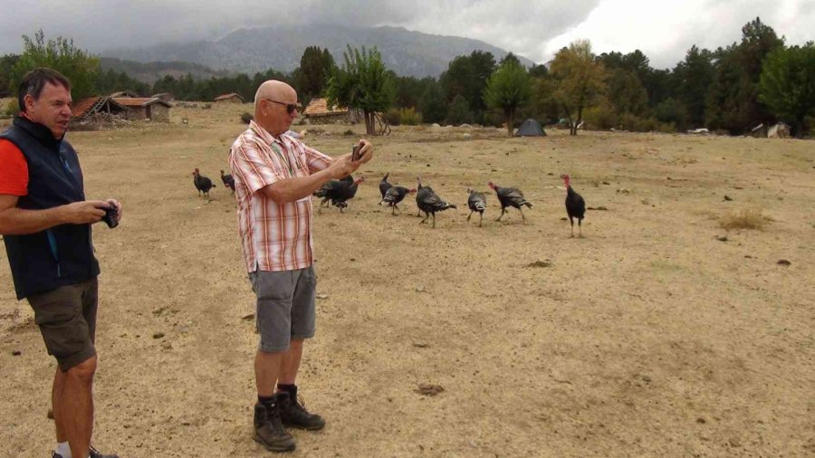Antalya’nın ’vahşi Güzelliği’ Yılkı Atları Turistlerin İlgi Odağı Oldu