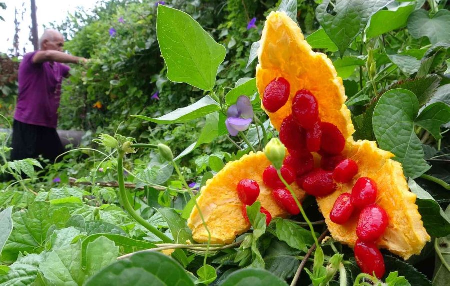 Kısmeti Bahçesine Geldi, Şimdi Tane Tane Satıyor Para Kazanıyor
