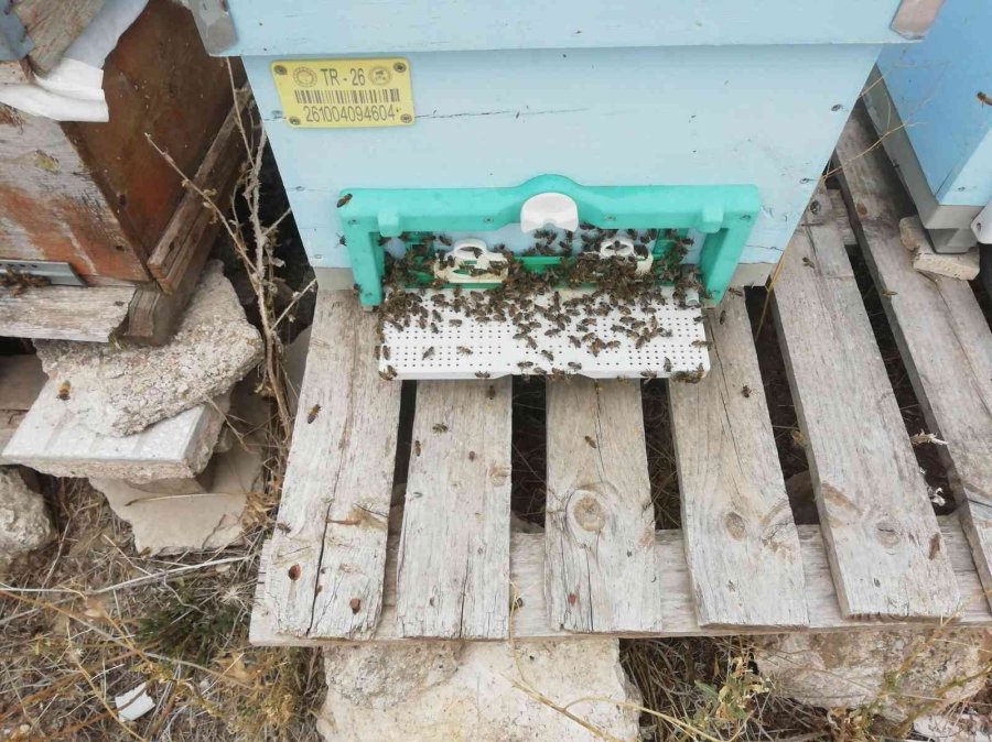 Eskişehir’de Kovanlar 20’şer Kilo Bal Verdi