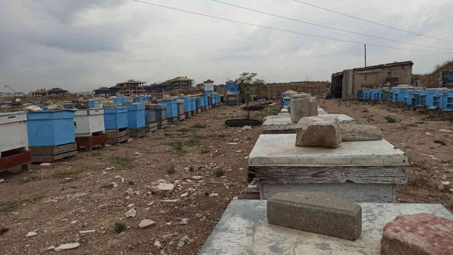 Eskişehir’de Kovanlar 20’şer Kilo Bal Verdi