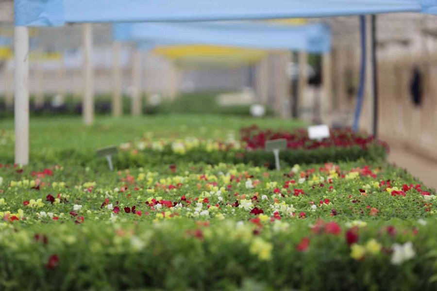 Antalya Sokaklarını 3 Milyon Çiçek Süsleyecek